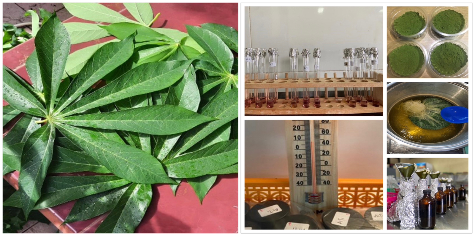Successfully Earning a Bachelor Degree in Agricultural Technology, Sinta Anggraeni Compares Initial pH and Storage Temperature of Natural Coloring Extracts of Cassava Leaves